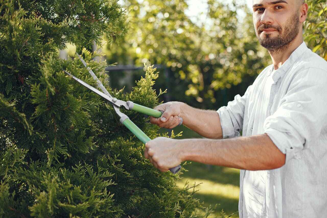 Best Local Tree Services  in USA